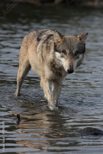 wolf in water