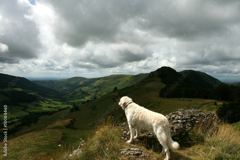 Obraz premium La bête