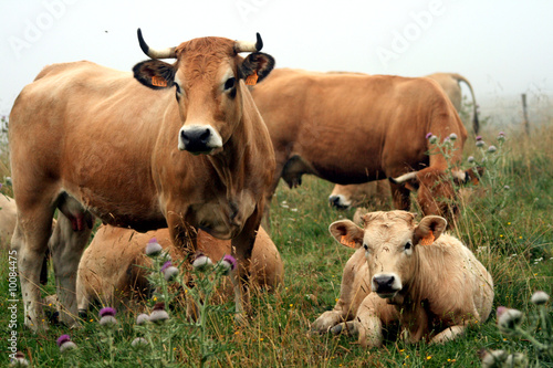 Aubrac