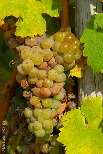 Fotografia Wein - grape 37