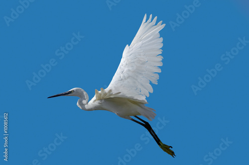 Obraz na plátně The white heron flies on the sky