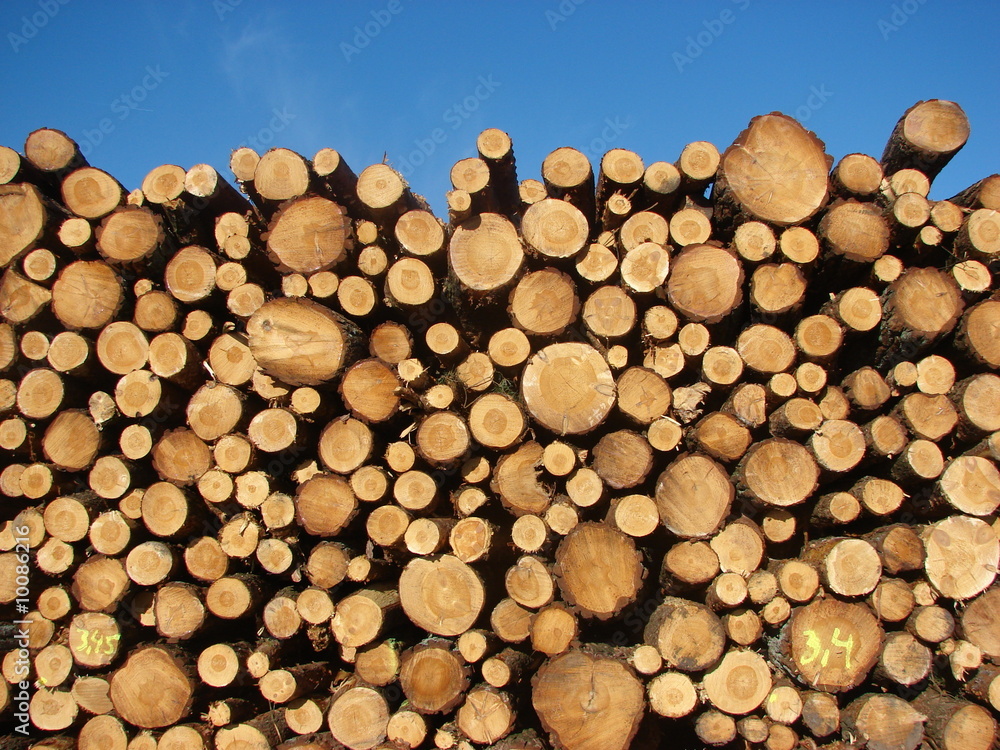 Gestapeltes Holz am Wegesrand vor blauem Himmel