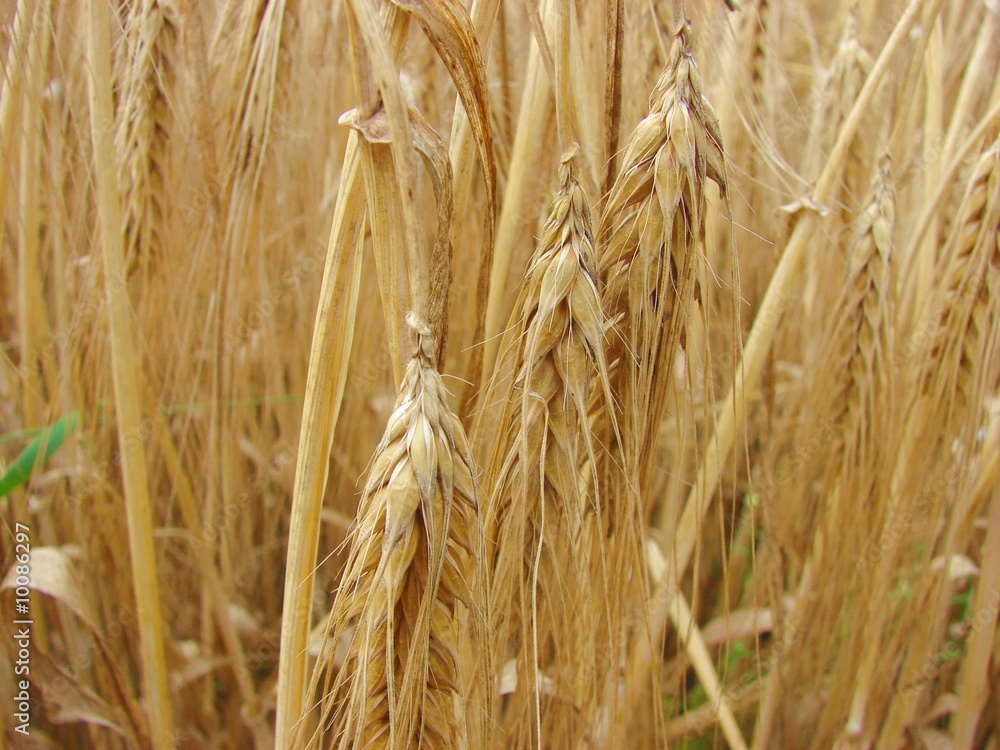 Kornähren auf einem landwirtschaftlichem Feld Kornähren auf einem landwirtschaftlichem Feld