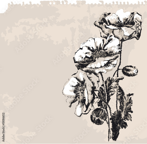 Poppy Flowers On Grunge Background