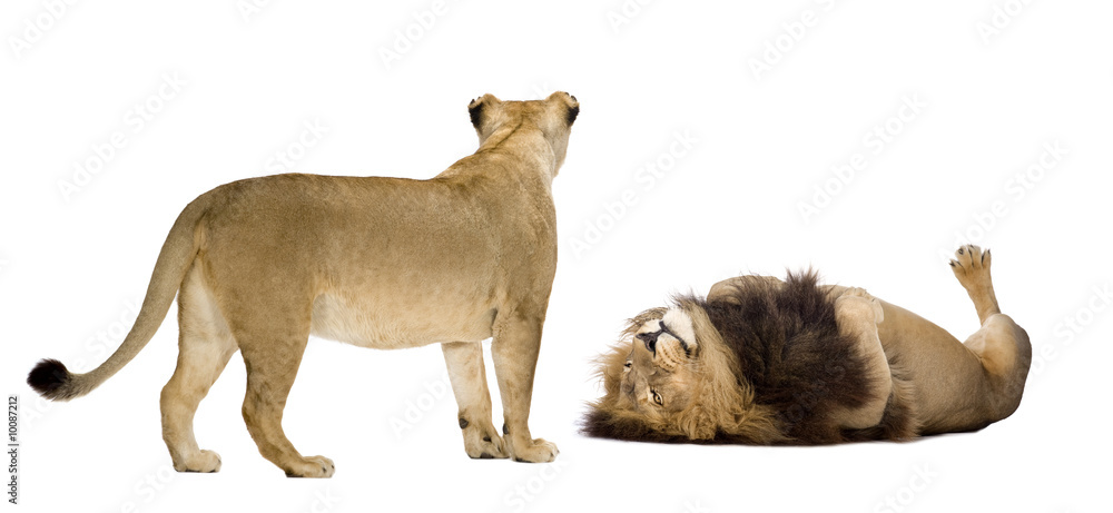Obraz premium Lion and lioness in front of a white background