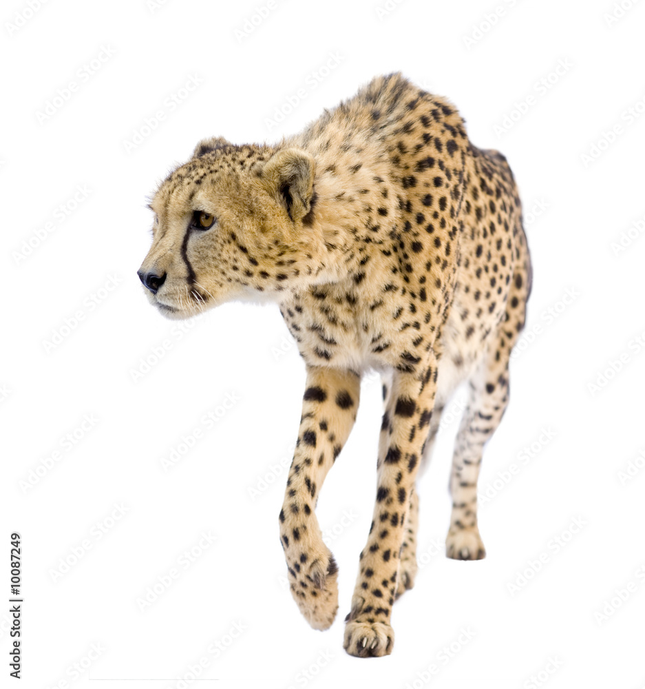 Cheetah - Acinonyx jubatus in front of a white background Cheetah - Acinonyx jubatus in front of a white background