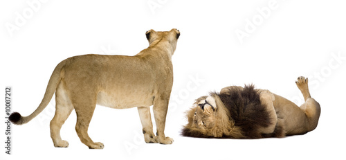 Lion and lioness in front of a white background