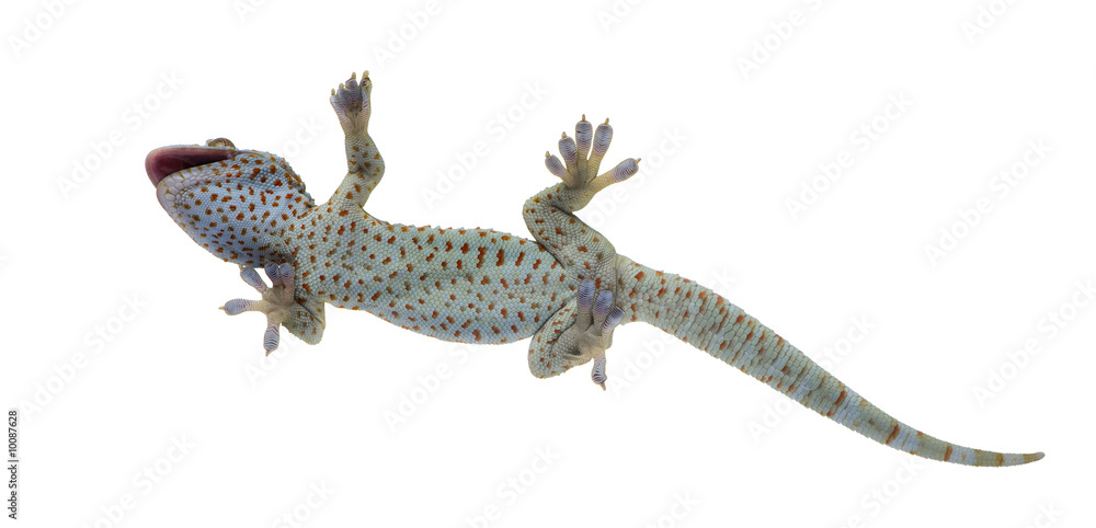 Naklejka premium Gekon tokajski - Gekko gekon na białym tle