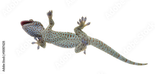 Tokay gecko - Gekko gecko in front of a white background