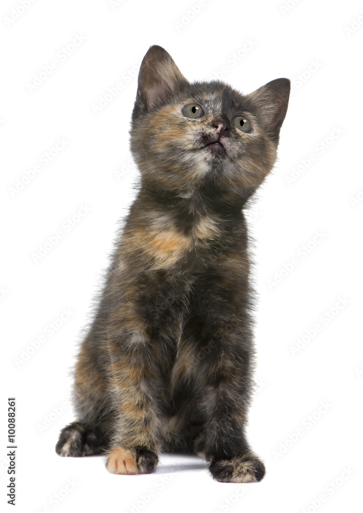 Fototapeta premium Tortoiseshell cat (2 months) in front of a white background