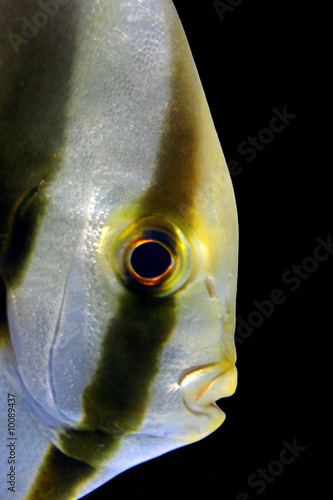 Side view of a striped Fish