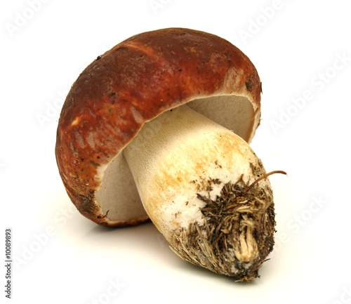 Cèpe