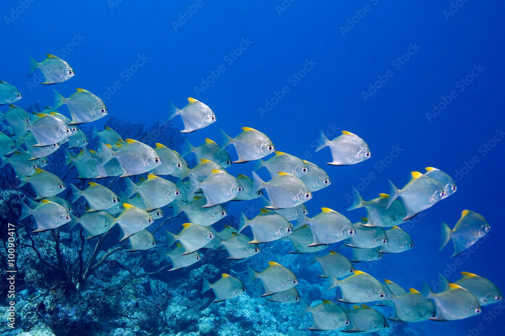 Fototapeta premium a school of dart fish swimming over the reef