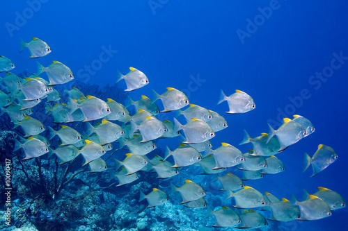 a school of dart fish swimming over the reef