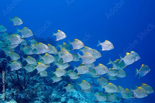 Obraz a school of dart fish swimming over the reef