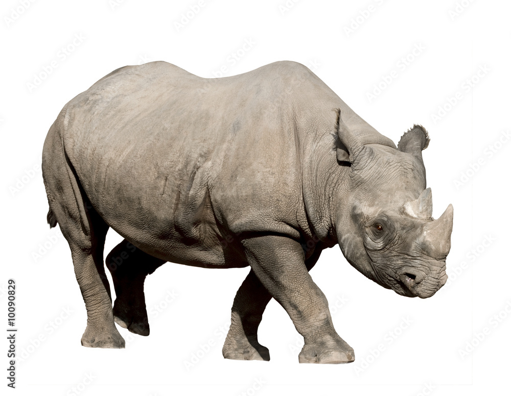 Naklejka premium Rhinoceros isolated on white