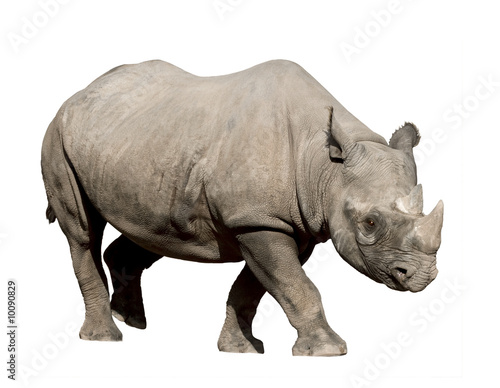 Rhinoceros isolated on white
