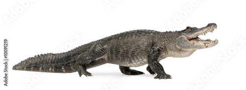 Photographie American Alligator in front of a white background