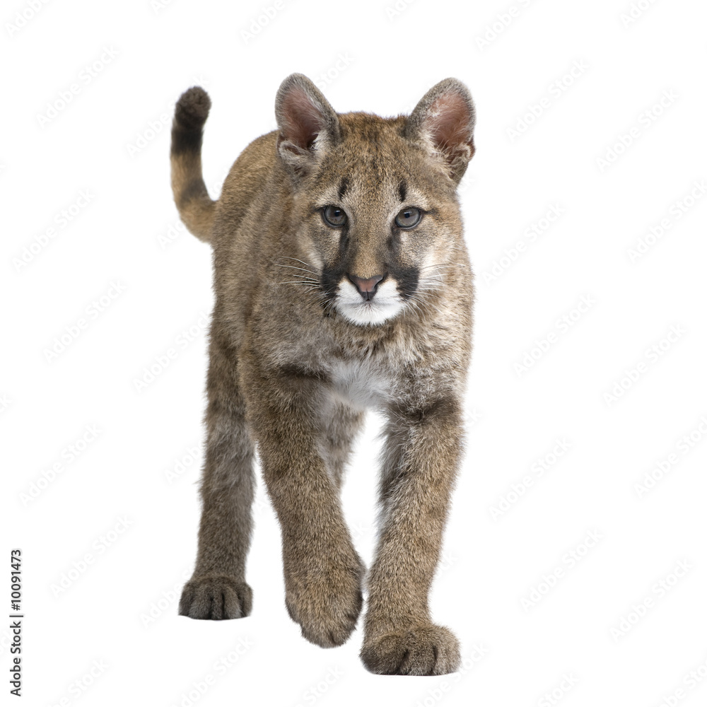 Fototapeta premium Puma cub - Puma concolor in front of a white background