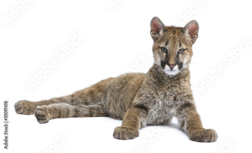 Puma cub - Puma concolor in front of a white background