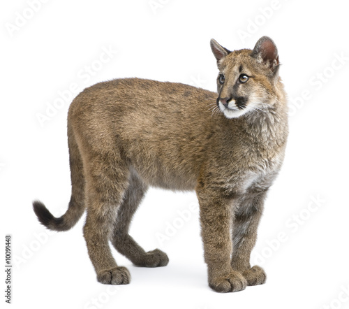 Puma cub - Puma concolor in front of a white background