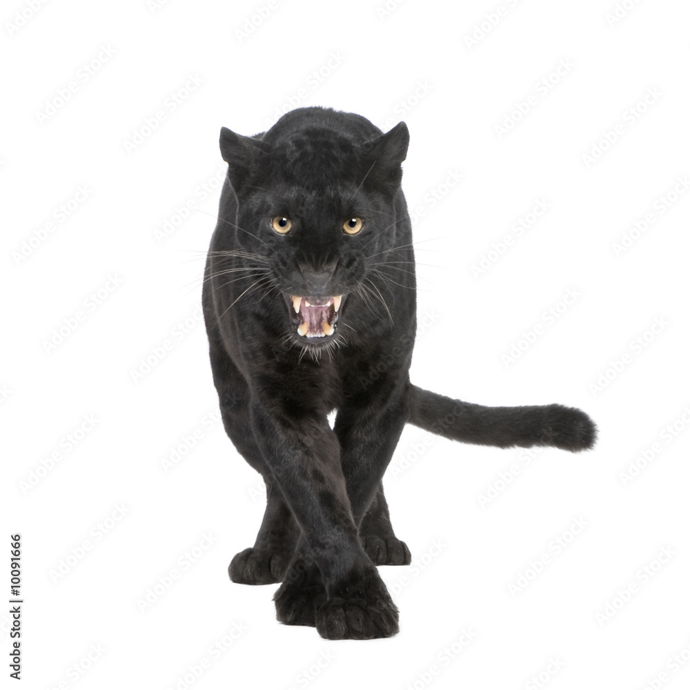 Photo & Art Print Black Leopard (6 years) in front of a white