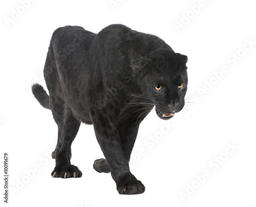 Black Leopard  6 years  in front of a white background