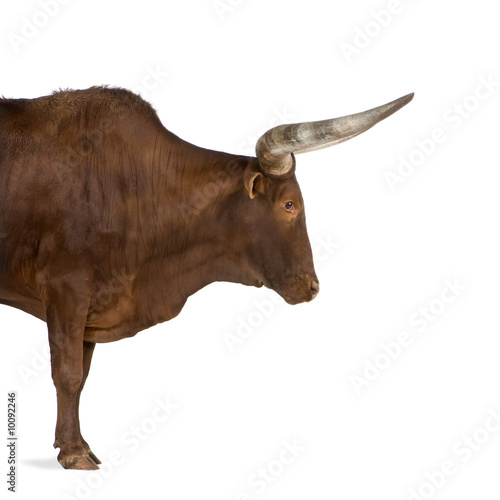 Ankole-Watusi in front of a white background photo