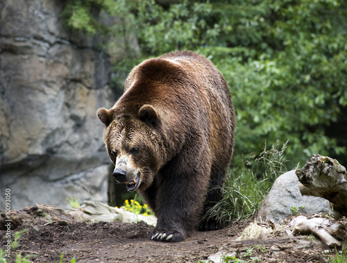 Kodiak Brown Bear Walking on Trail Ursus Arctos ... photo