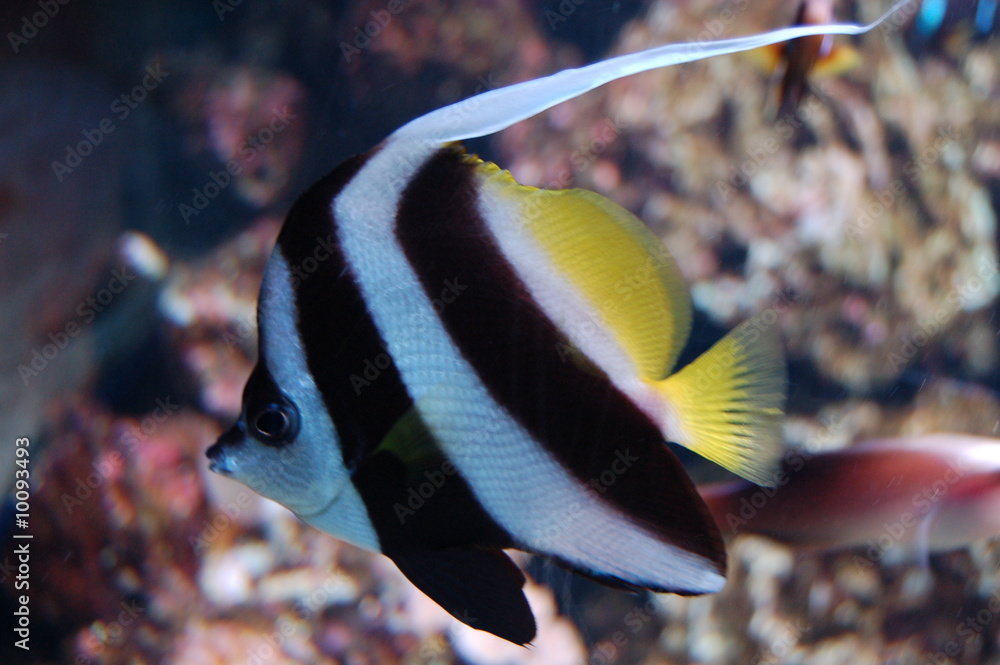 Obraz premium poisson tropical