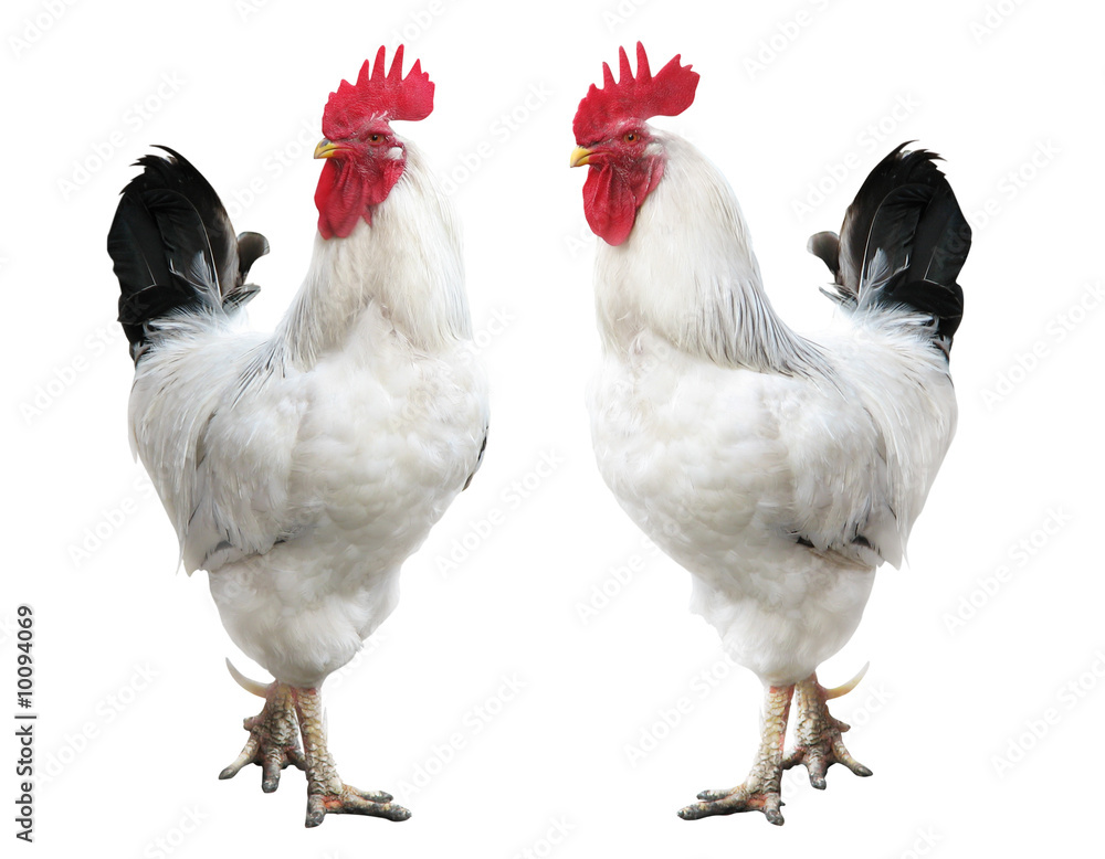 Fototapeta premium Two white cocks isolated