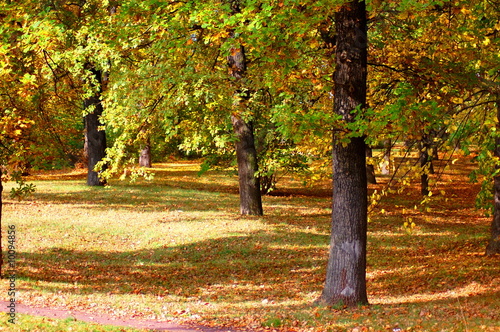 autumn in the forest with golden leaves on trees photo