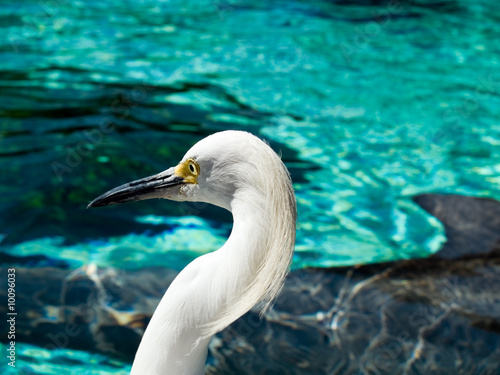 Hunting heron s head close-up near water pool