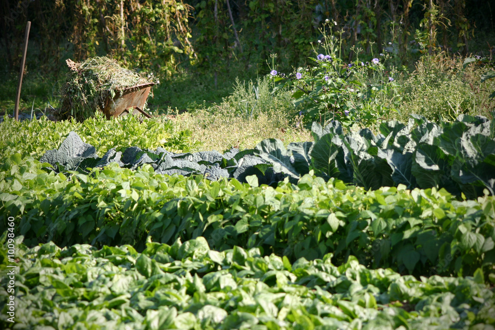 Gemüsegarten mit Schubkarre voller Unkraut Gemüsegarten mit Schubkarre voller Unkraut