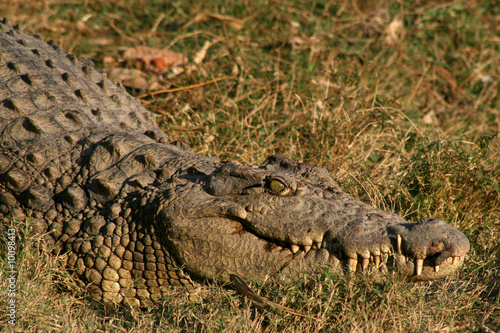 Krokodil Madagaskar 02