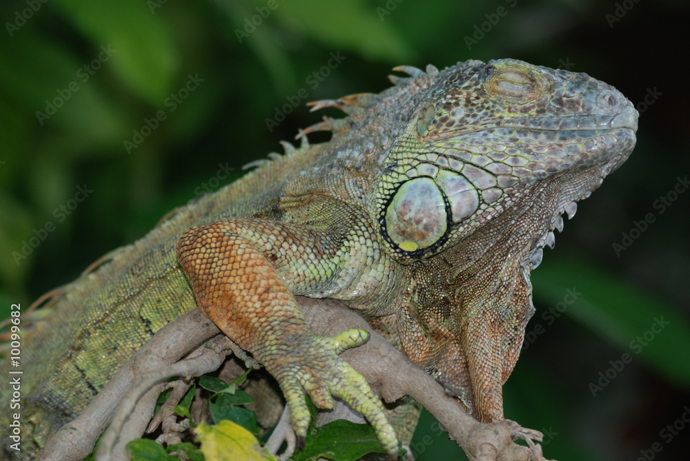 Obraz premium iguana