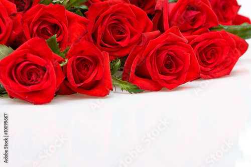 bunch of red roses on white background