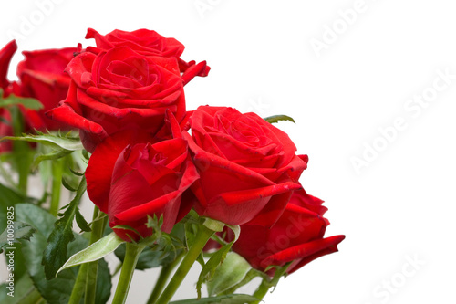 bunch of red roses on white background