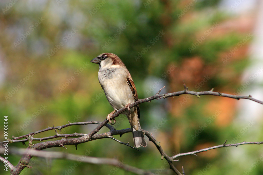 sparrow
