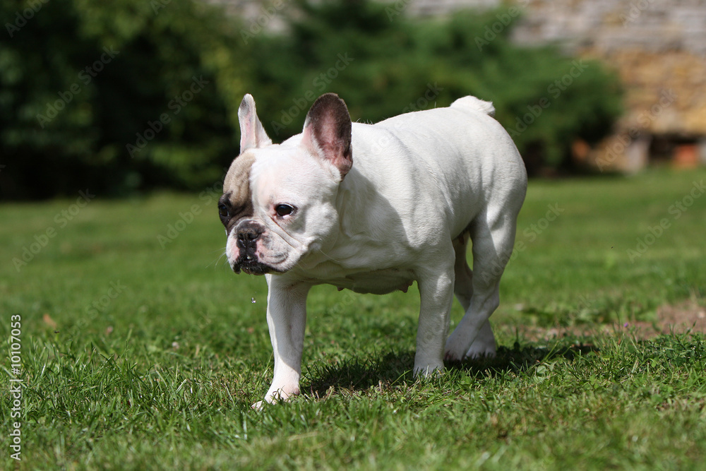 bouledogue français en promenade