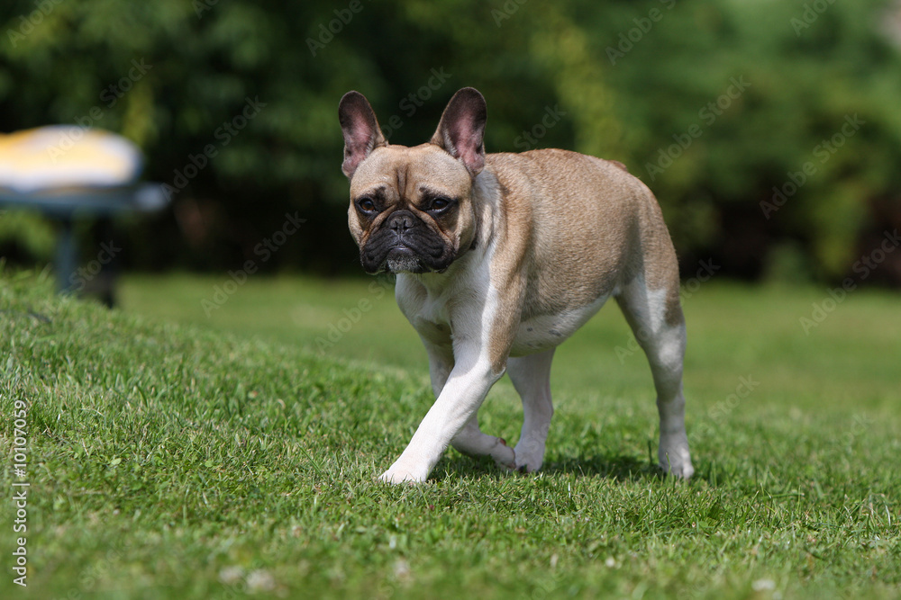 bouledogue français marchant de face sur l'herbe bouledogue français marchant de face sur l'herbe