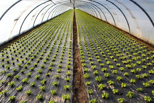 Bild auf Leinwand Plantation de salades sous serre