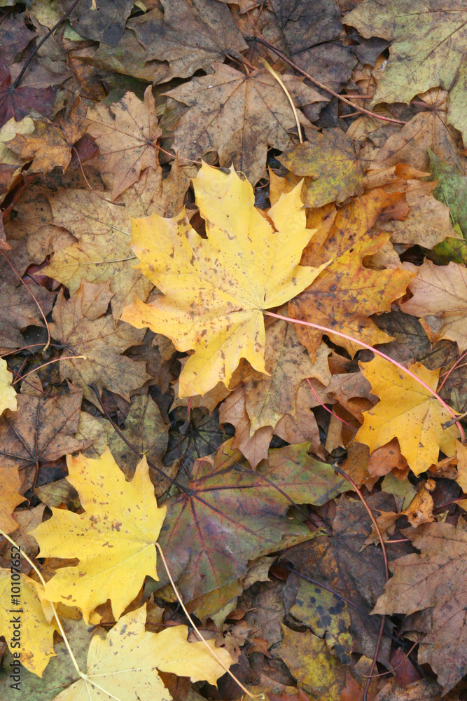A fall impression: brown and yellow decaying leaves. A fall impression: brown and yellow decaying leaves.