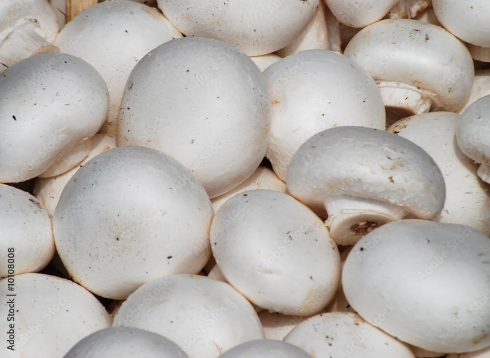 Close-up of cultivated mushrooms on market stall