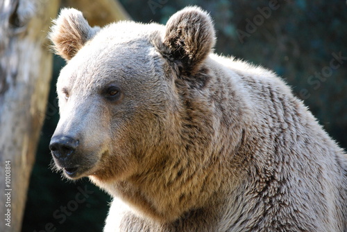 L'ours des Pyrénées photo