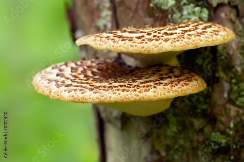 Polyporus squamosus mushrooms growing on a tree in the forest.