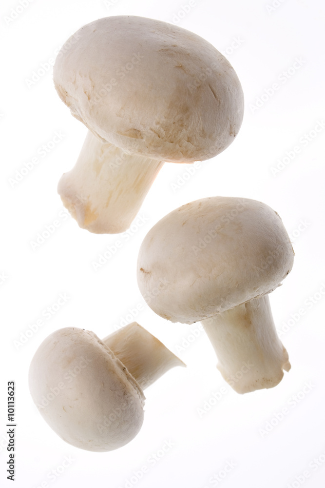 White button champignons isolated on white background White button champignons isolated on white background
