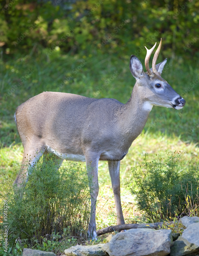 buck near a forest in the early autumn buck near a forest in the early autumn