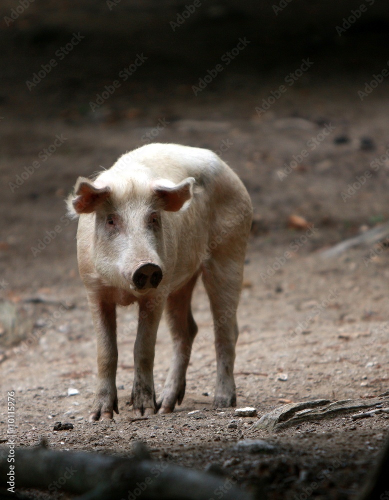 Fototapeta premium cochon
