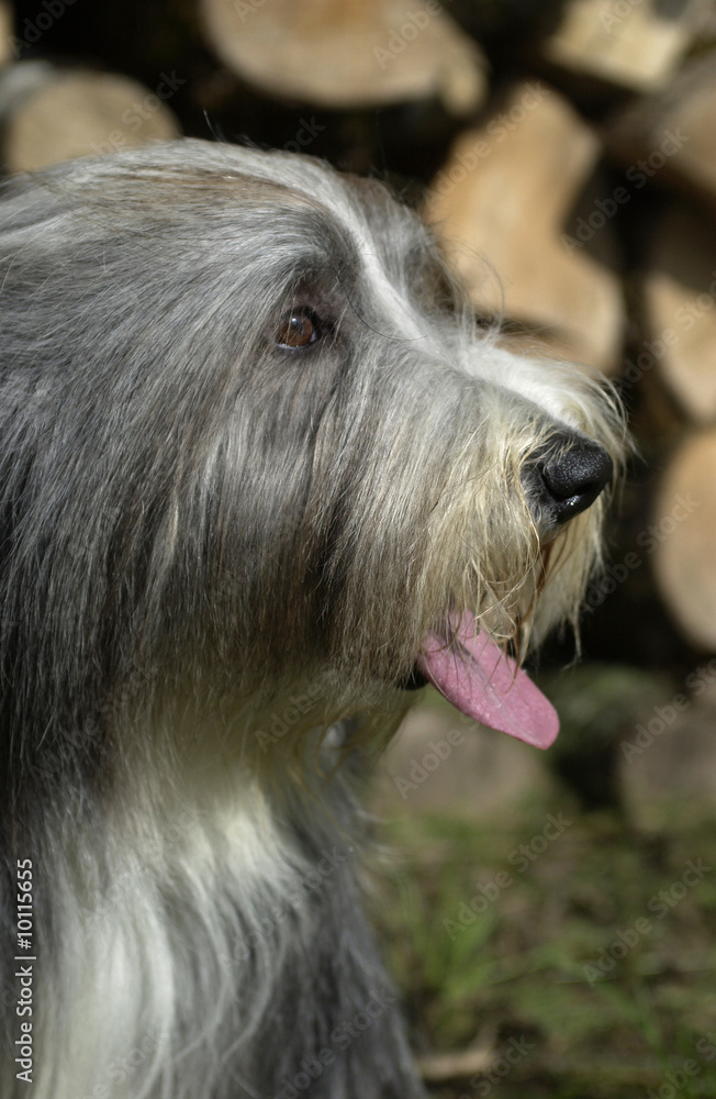tête de bearded collie de profil tête de bearded collie de profil